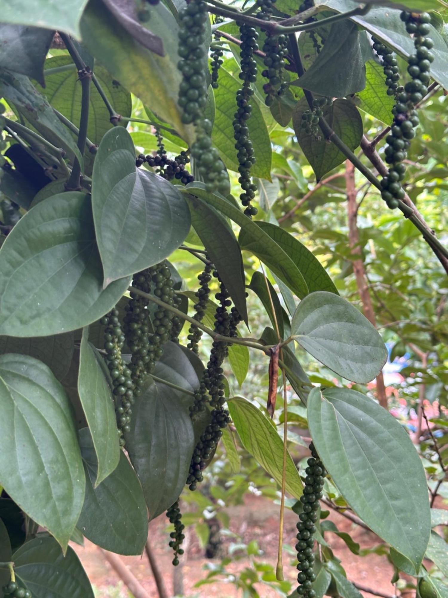 Kattil Farm Stay Varkala Thiruvananthapuram Buitenkant foto
