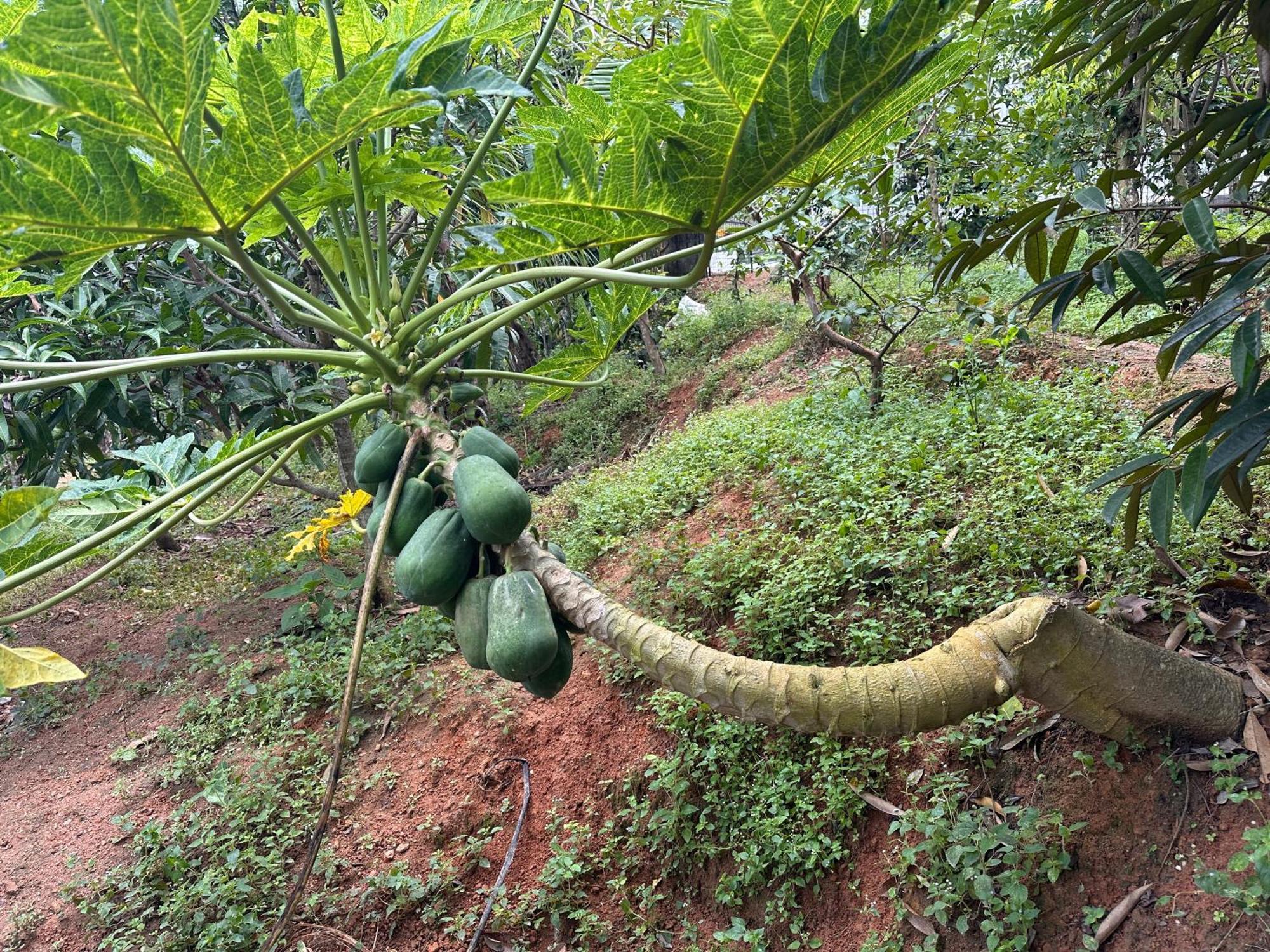 Kattil Farm Stay Varkala Thiruvananthapuram Buitenkant foto