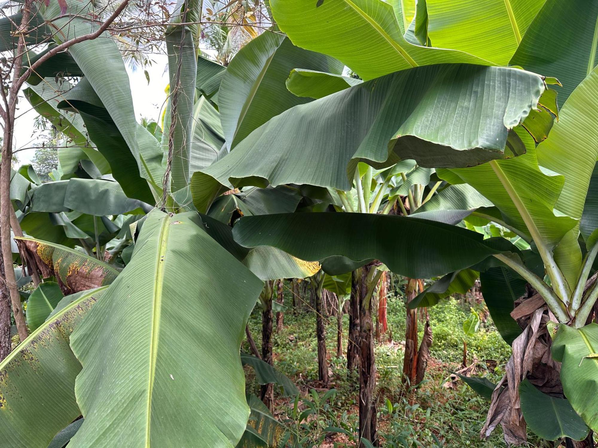 Kattil Farm Stay Varkala Thiruvananthapuram Buitenkant foto