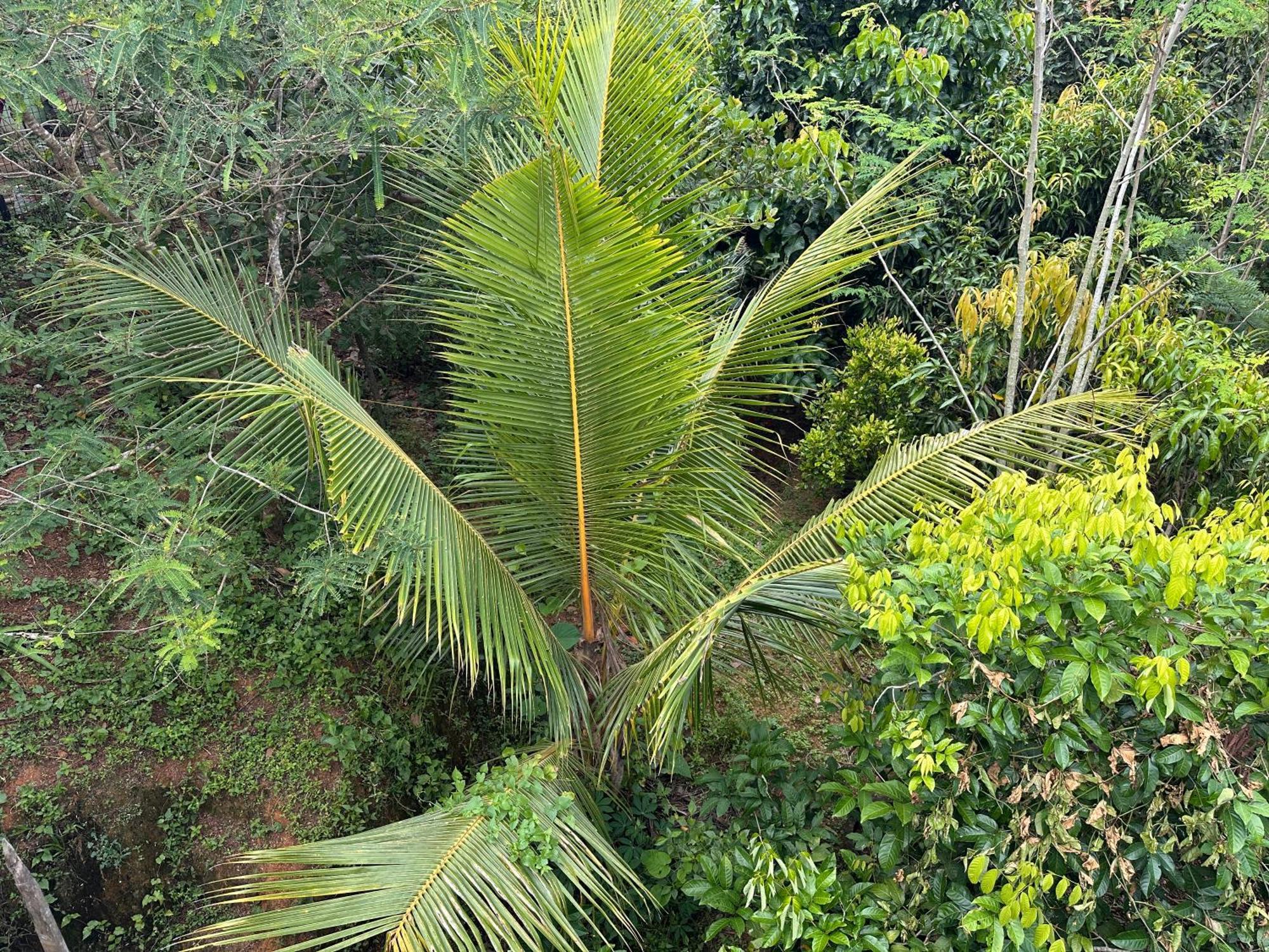 Kattil Farm Stay Varkala Thiruvananthapuram Buitenkant foto