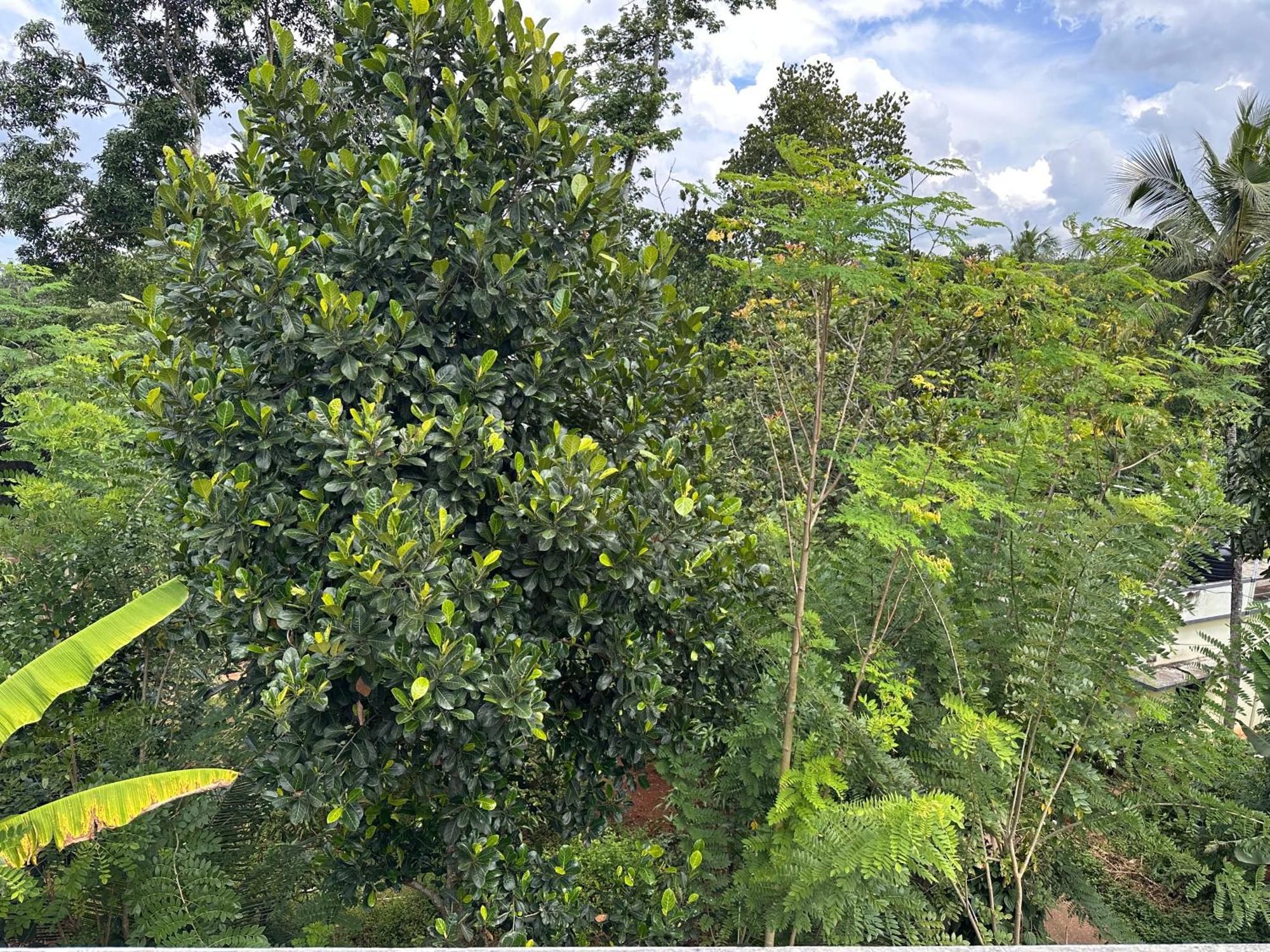 Kattil Farm Stay Varkala Thiruvananthapuram Buitenkant foto