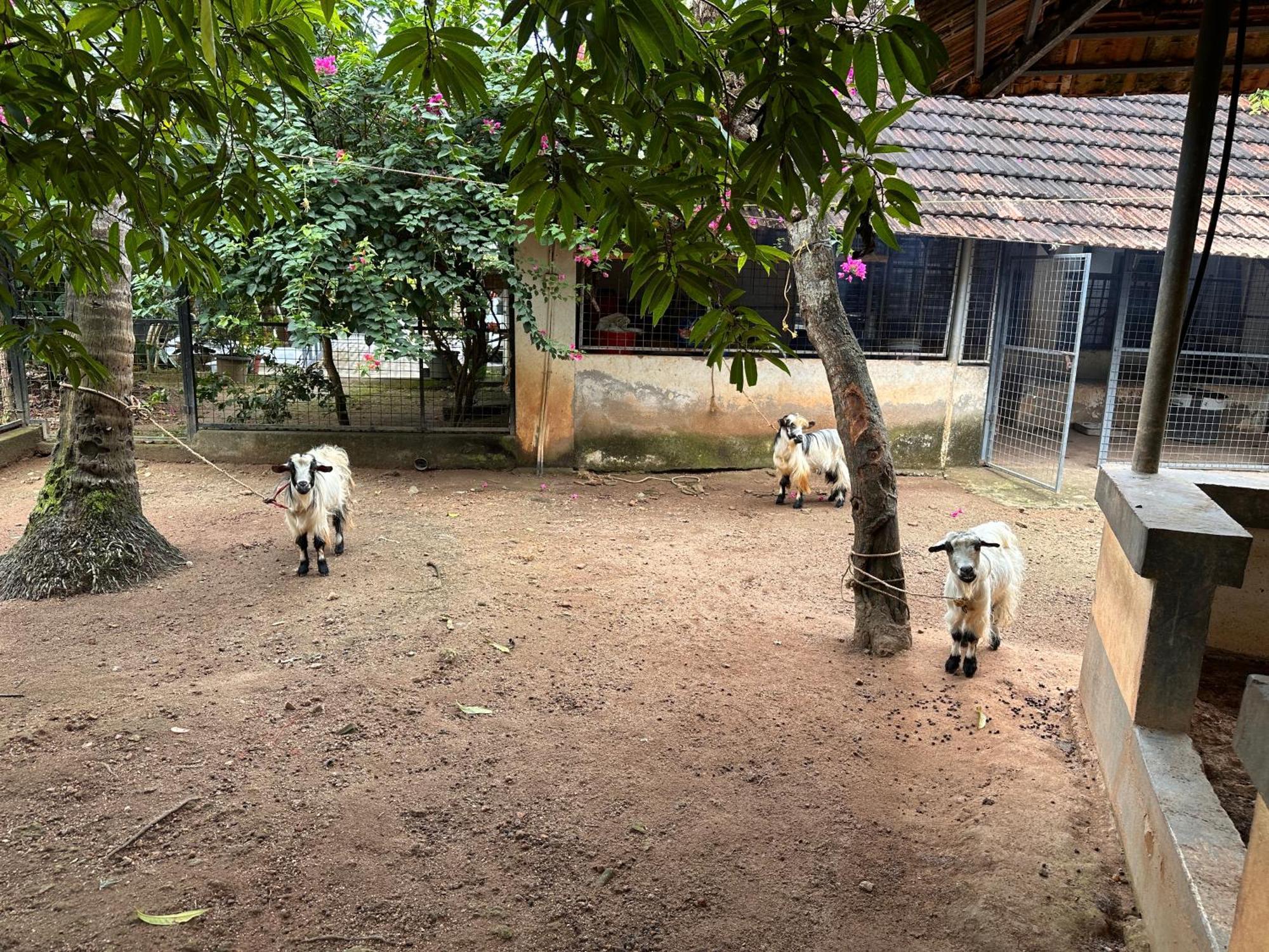 Kattil Farm Stay Varkala Thiruvananthapuram Buitenkant foto