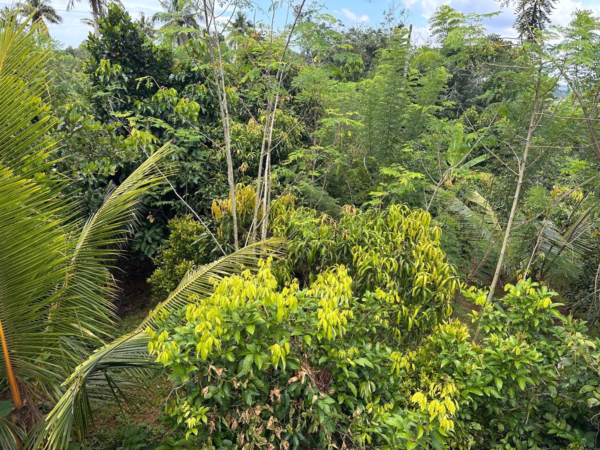 Kattil Farm Stay Varkala Thiruvananthapuram Buitenkant foto