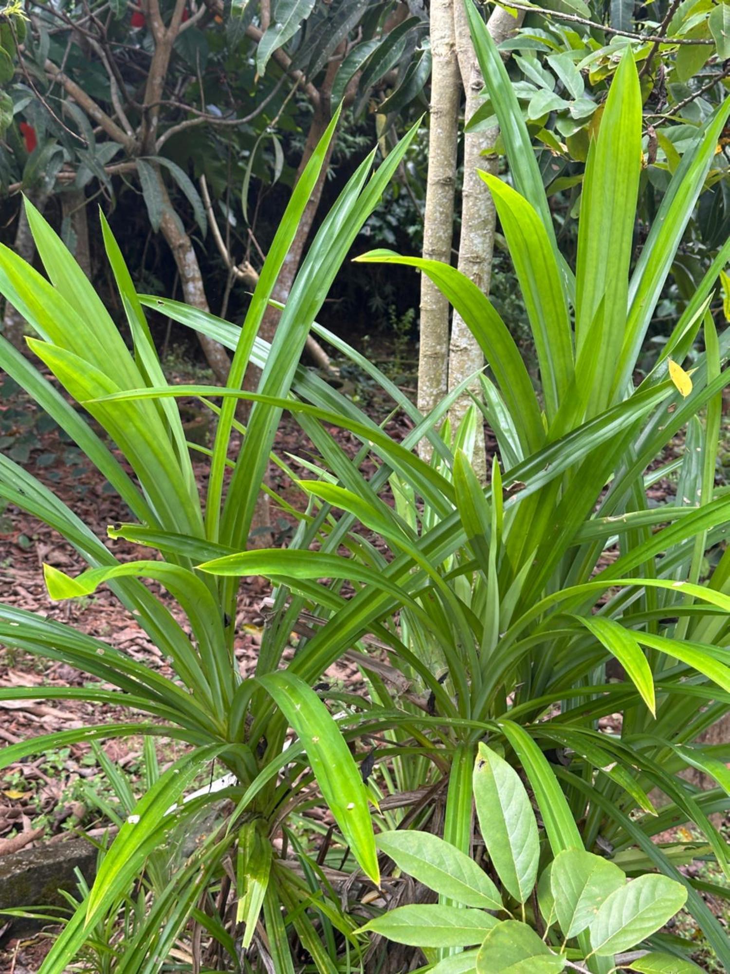 Kattil Farm Stay Varkala Thiruvananthapuram Buitenkant foto