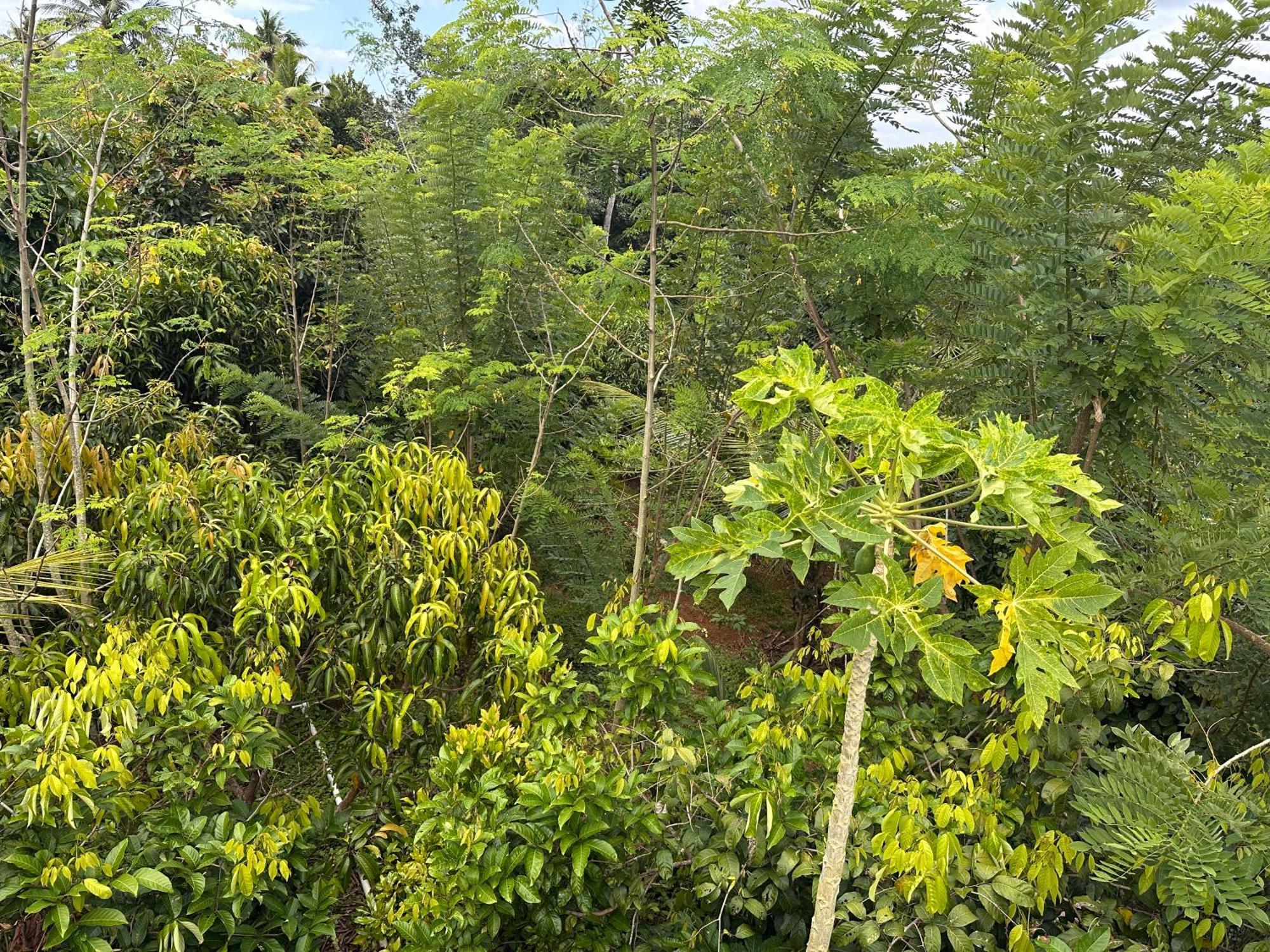 Kattil Farm Stay Varkala Thiruvananthapuram Buitenkant foto