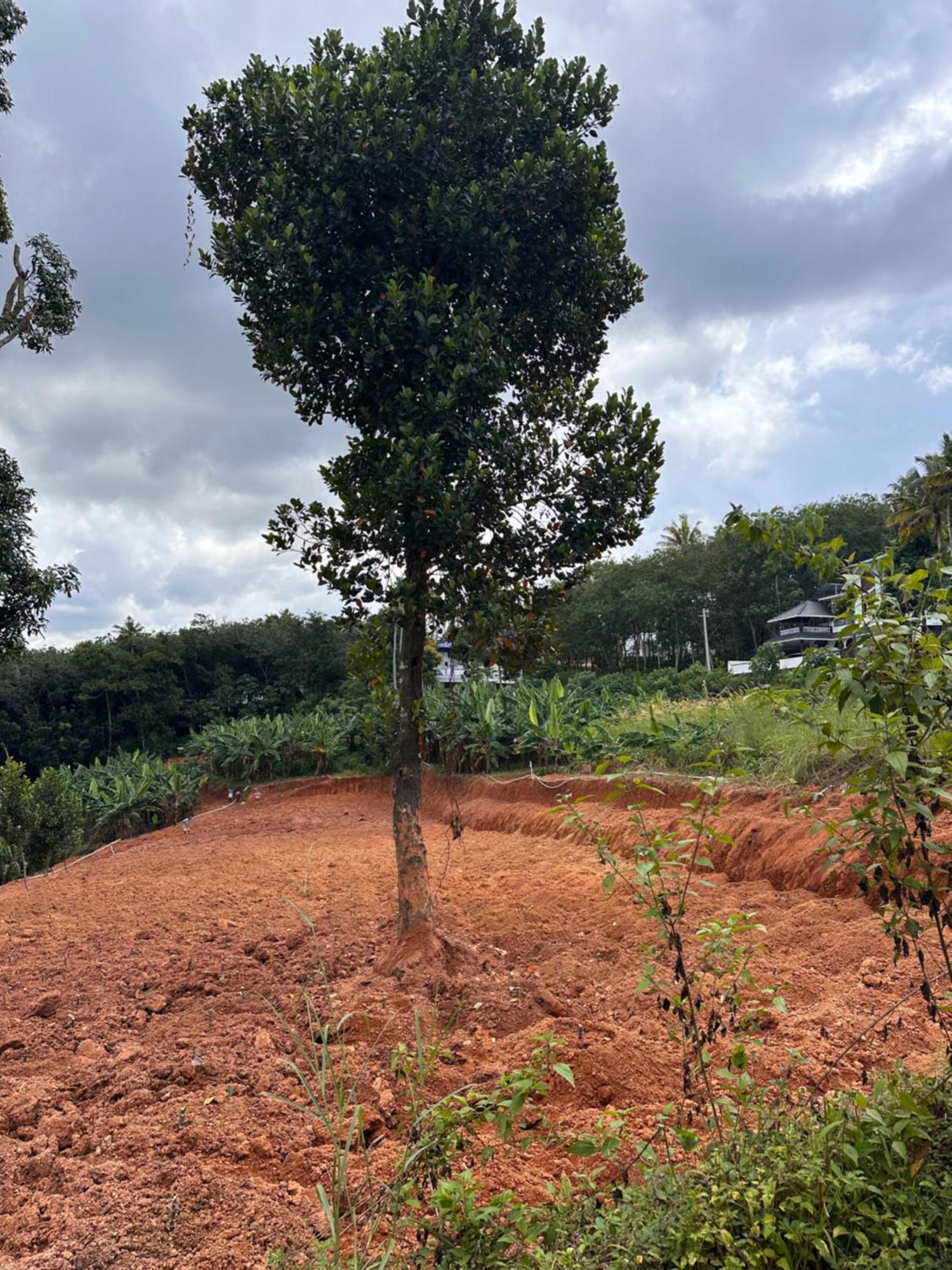 Kattil Farm Stay Varkala Thiruvananthapuram Buitenkant foto