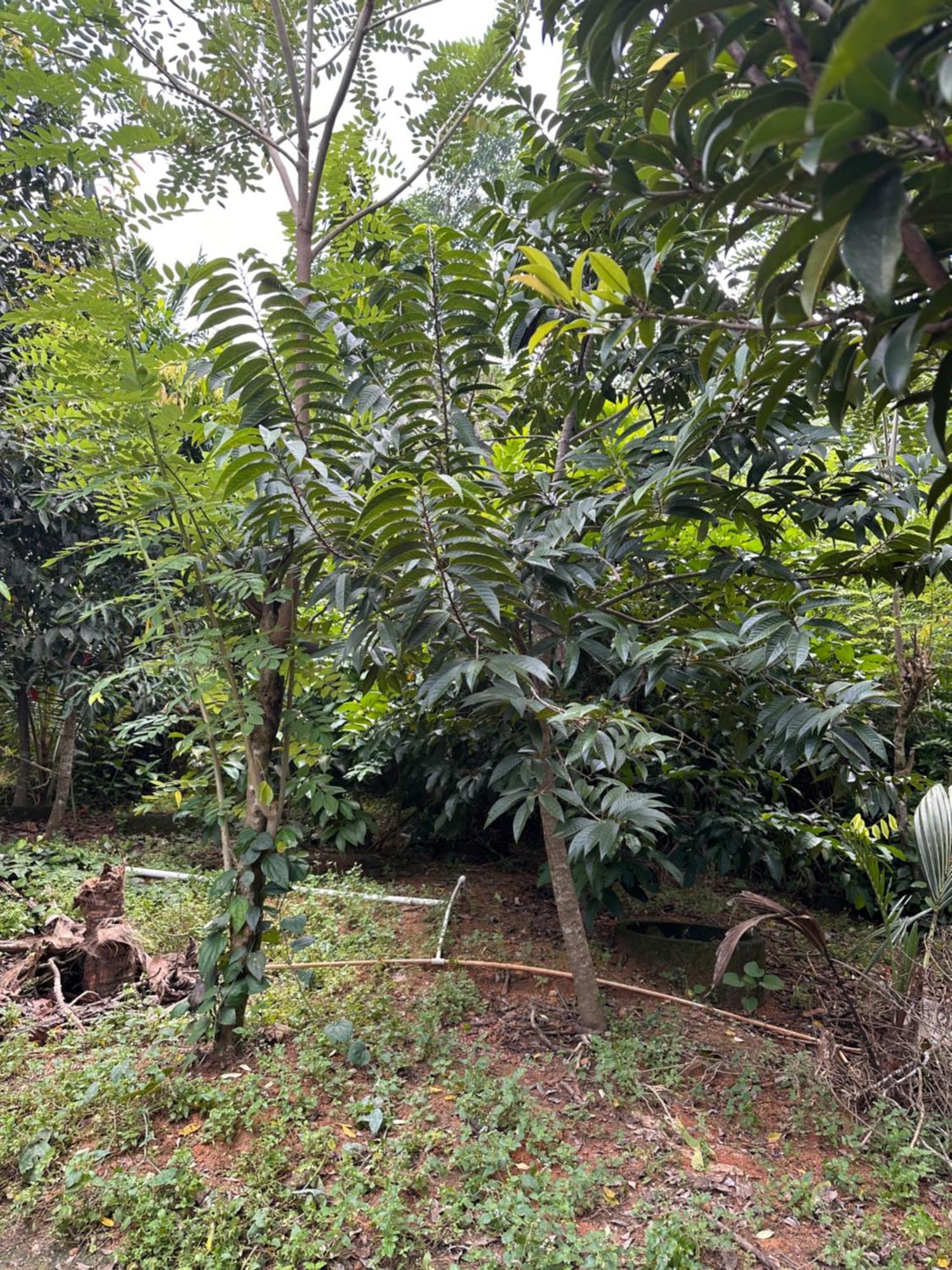 Kattil Farm Stay Varkala Thiruvananthapuram Buitenkant foto