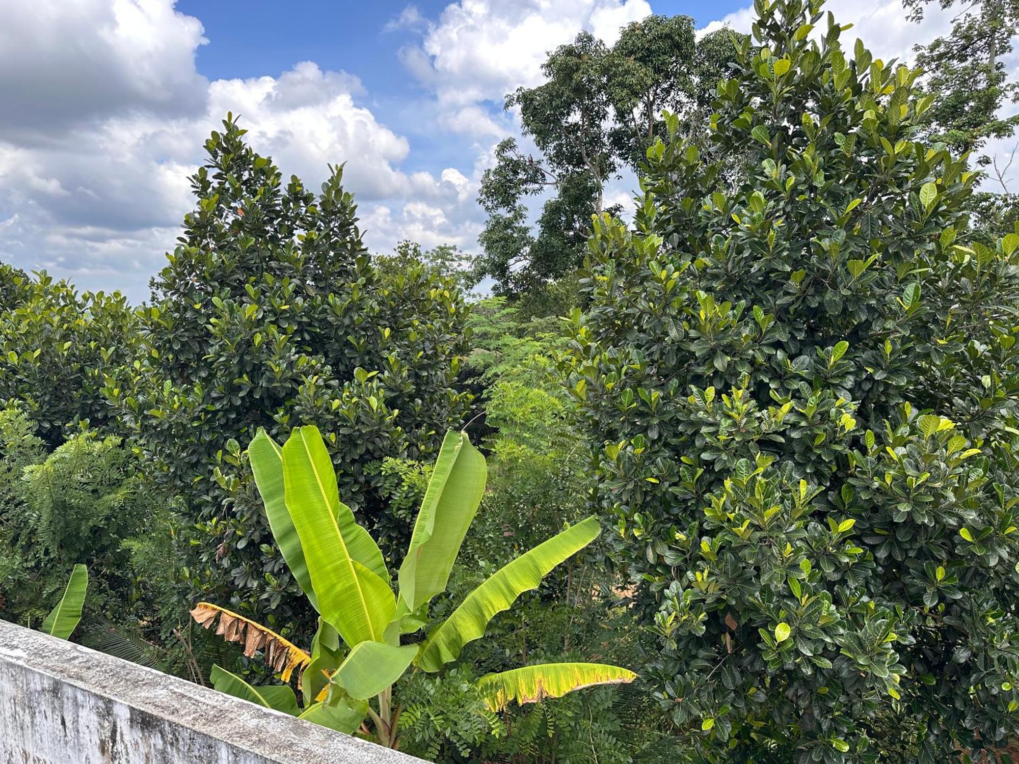 Kattil Farm Stay Varkala Thiruvananthapuram Buitenkant foto