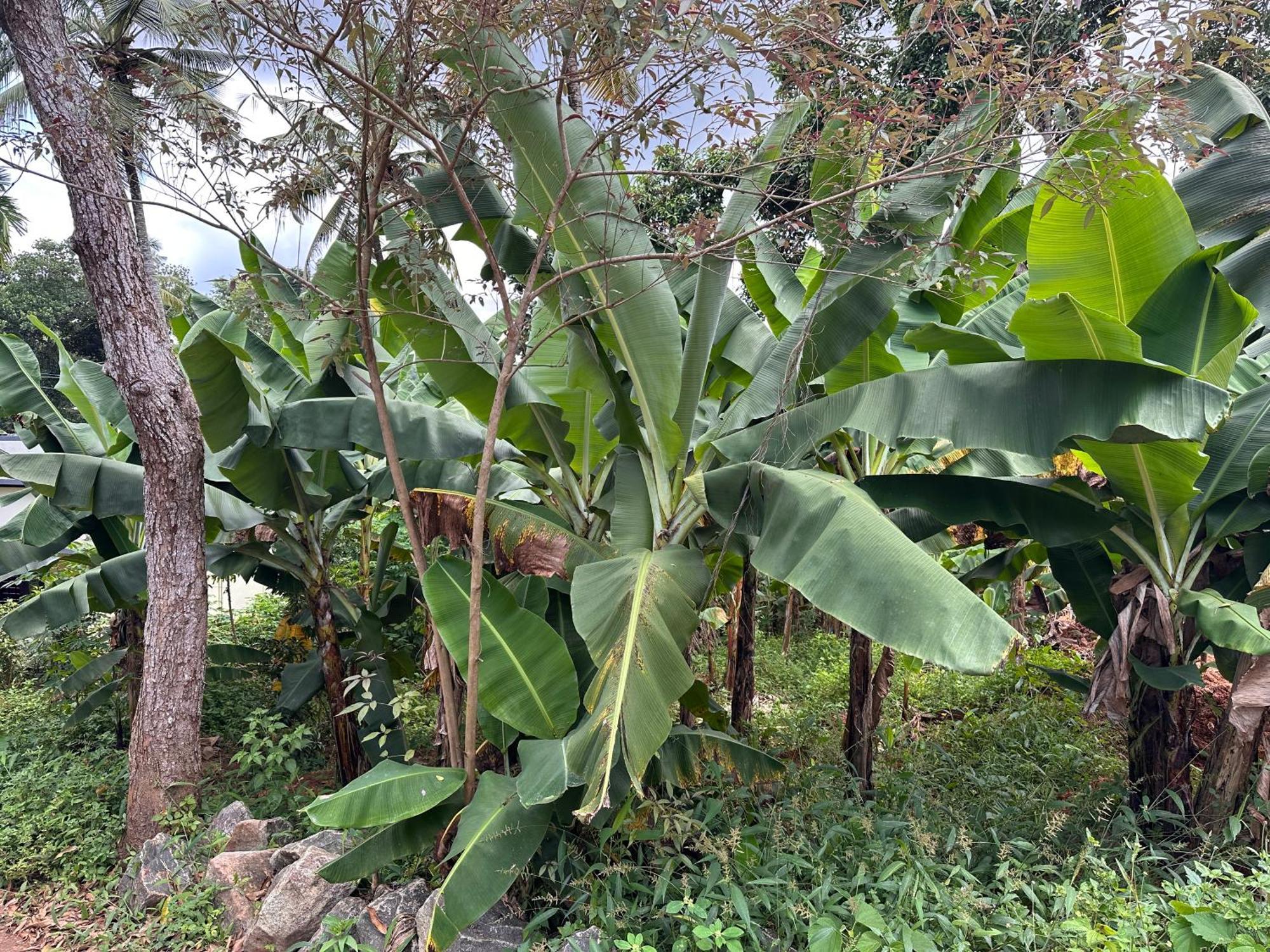 Kattil Farm Stay Varkala Thiruvananthapuram Buitenkant foto