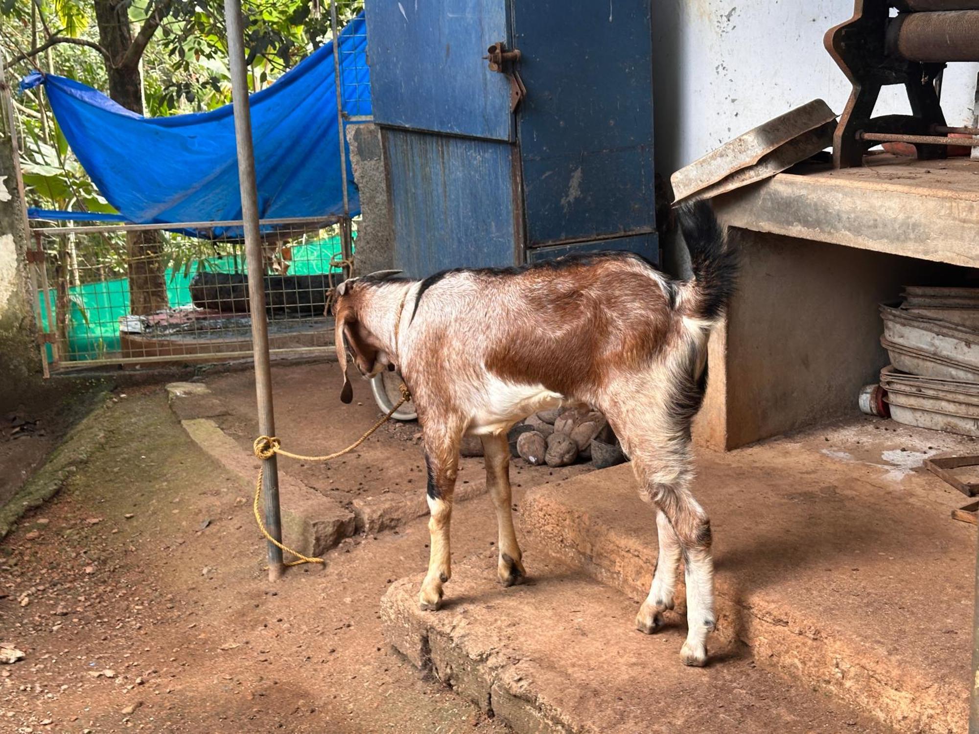 Kattil Farm Stay Varkala Thiruvananthapuram Buitenkant foto