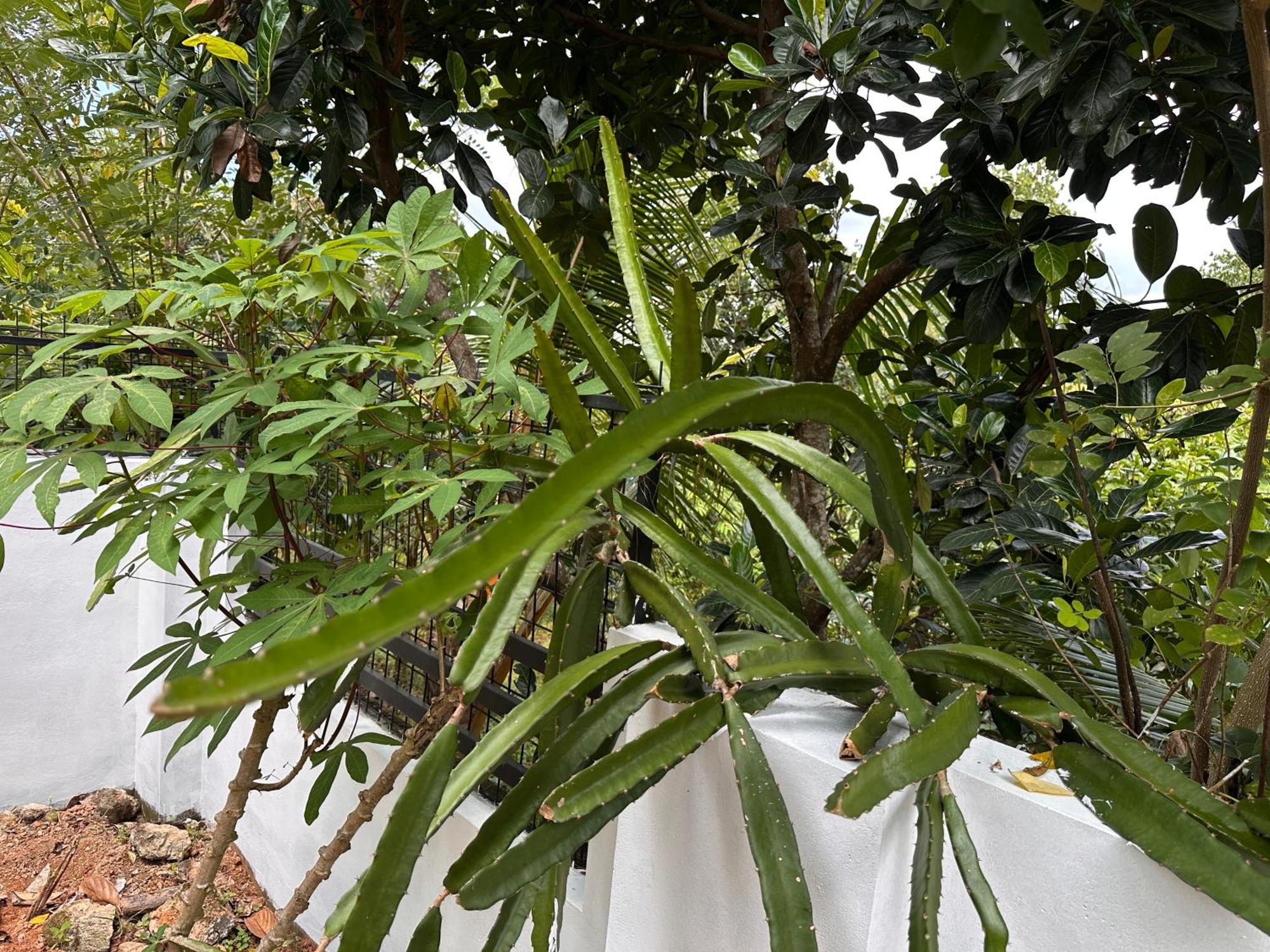 Kattil Farm Stay Varkala Thiruvananthapuram Buitenkant foto