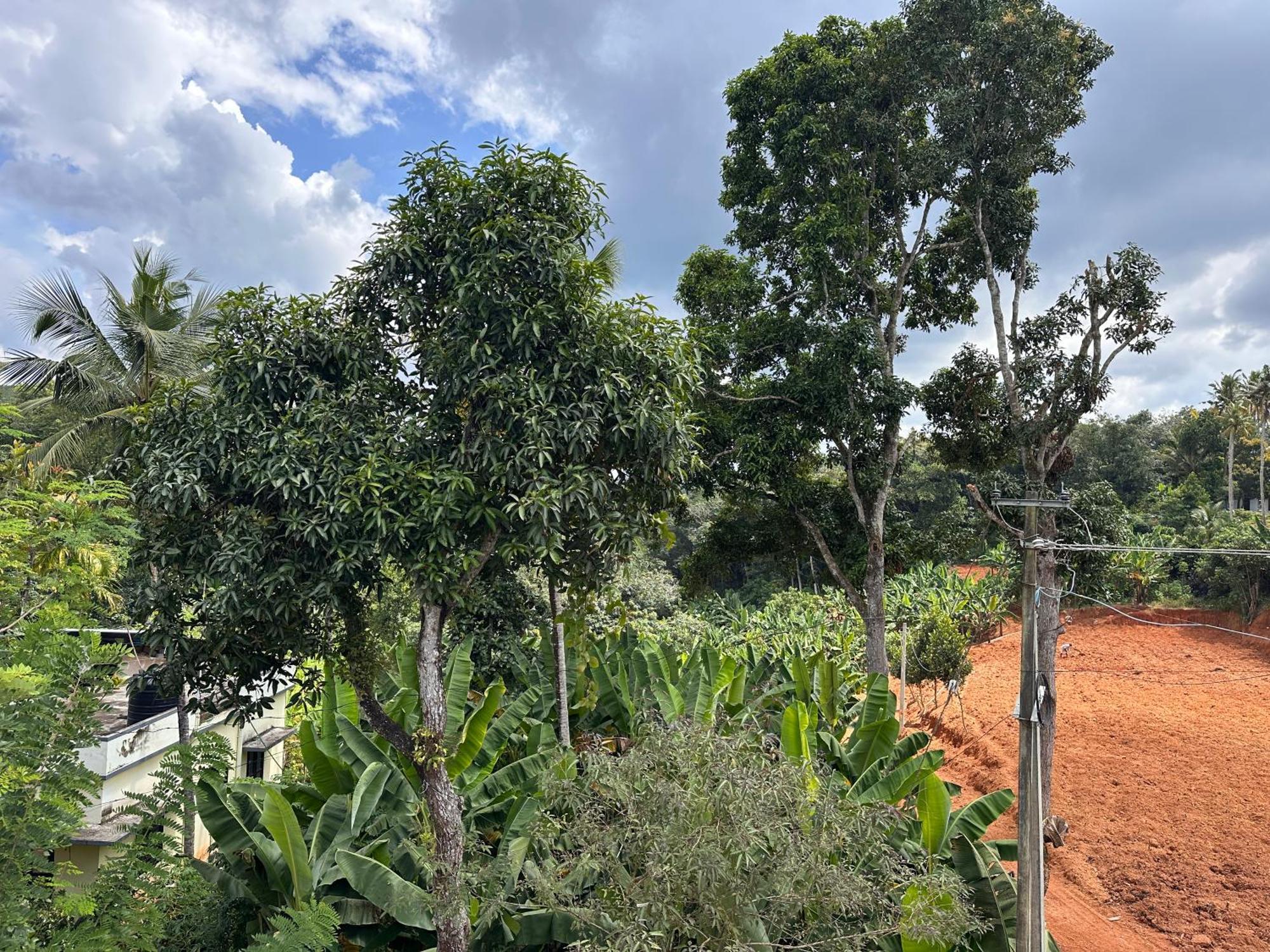 Kattil Farm Stay Varkala Thiruvananthapuram Buitenkant foto