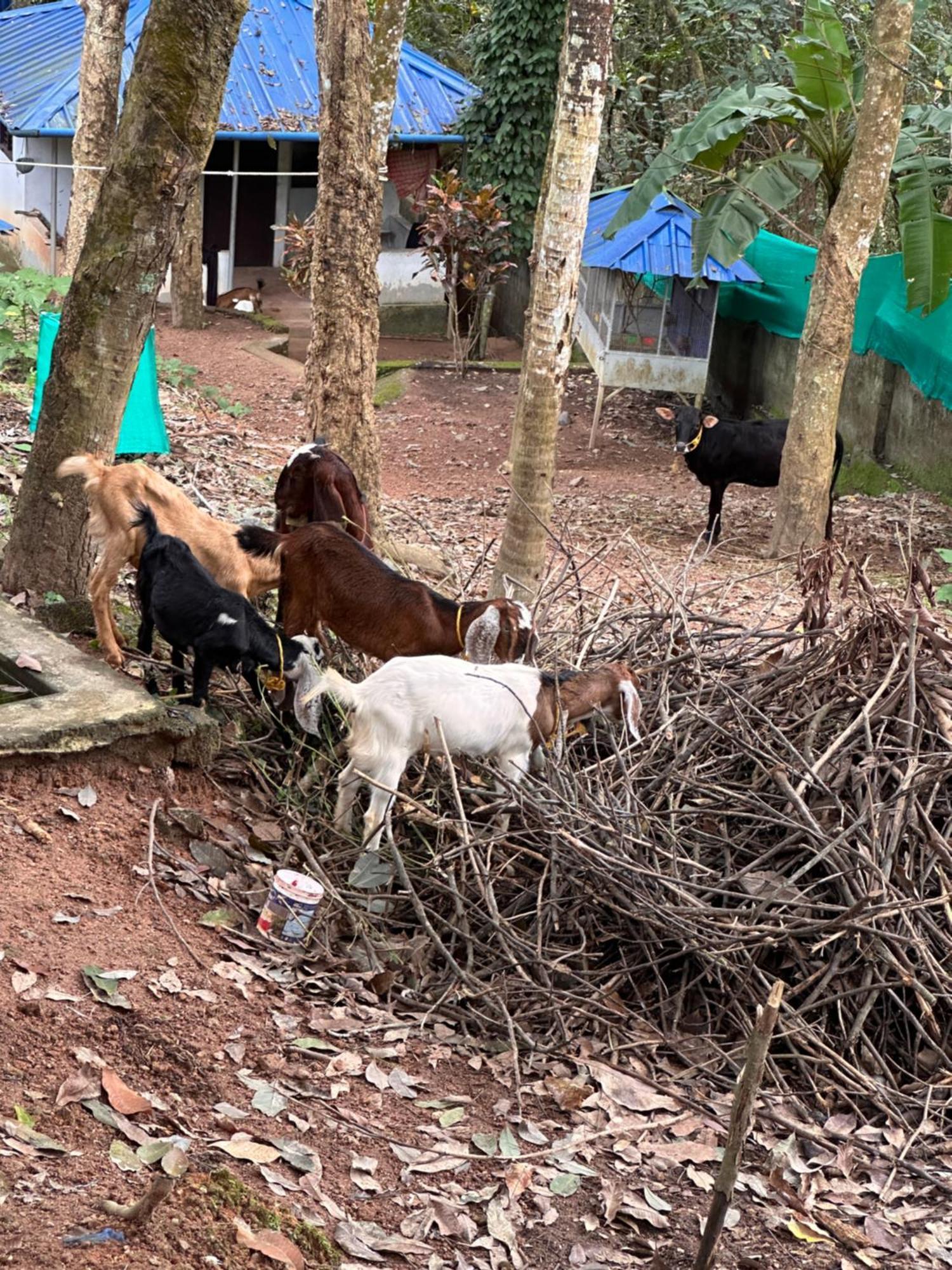 Kattil Farm Stay Varkala Thiruvananthapuram Buitenkant foto